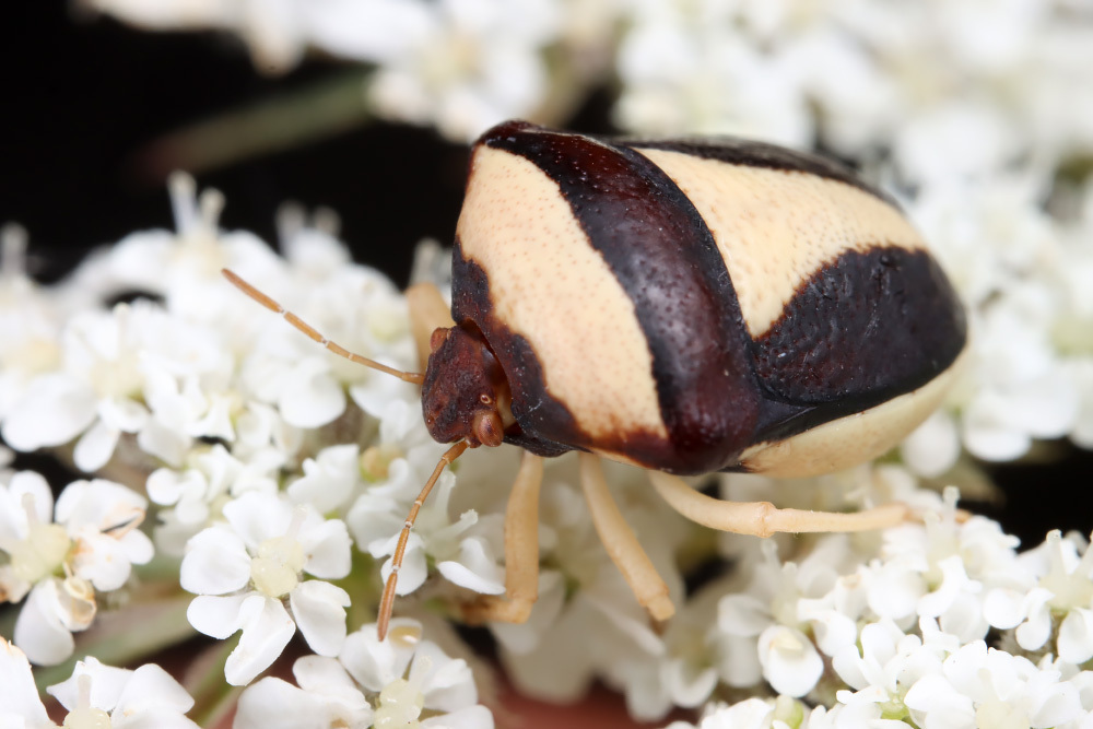 Ventocoris horvathi
