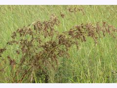 Themeda quadrivalvis