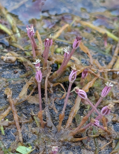 Marathrum rubrum (Marathrum rubrum)