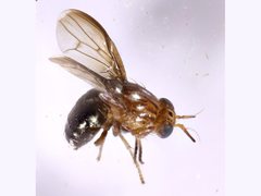 Steganopsis melanogaster