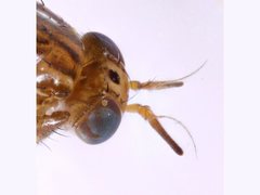 Steganopsis melanogaster