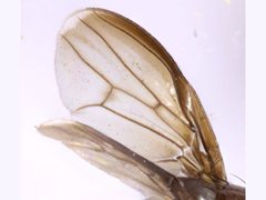 Steganopsis melanogaster