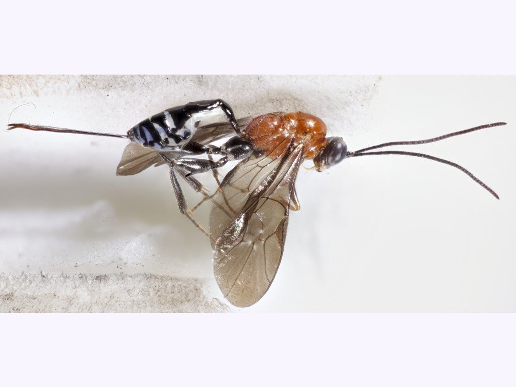 Pristomerus bicinctus