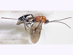 Pristomerus bicinctus