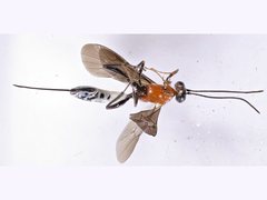 Pristomerus bicinctus