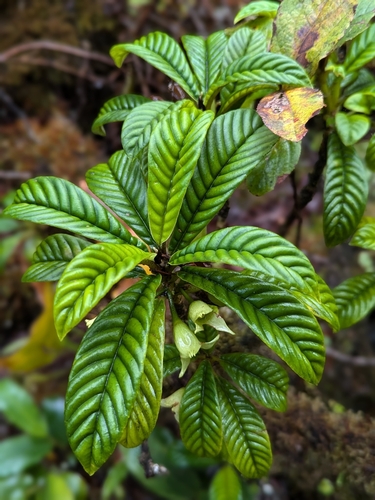 Cyrtandra longifolia