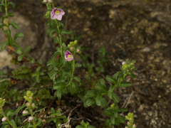 Veronica fruticulosa