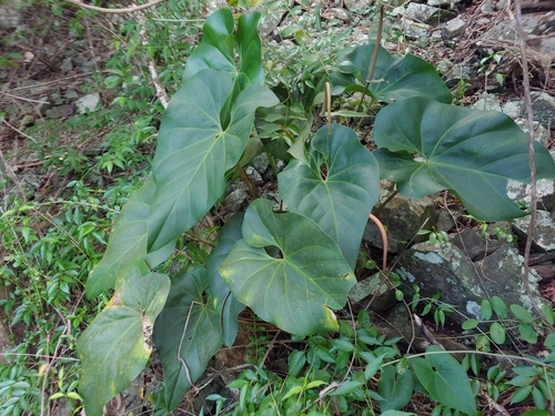 Anthurium cordatum, photograph 5