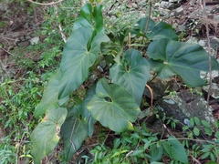 (c) Kurt Miller, some rights reserved (CC BY-SA) Anthurium cordatum, photograph (c) Kurt Miller, some rights reserved (CC BY-SA)