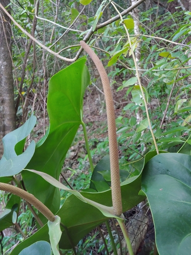 Anthurium cordatum, photograph 6