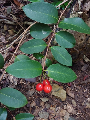 Eugenia pseudopsidium Jacq.
