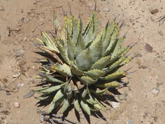 Agave cerulata