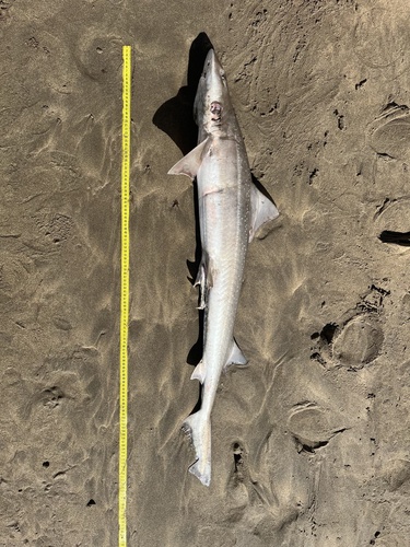 Speckled smoothhound (Mustelus mento) — Triakidae — 5