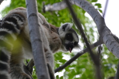 Lemur catta
