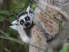 Lemur catta
