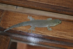 Phelsuma standingi