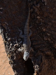 Oplurus cyclurus