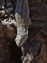 Oplurus cyclurus