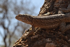 Oplurus cyclurus