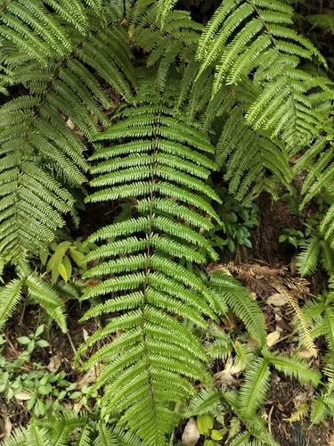 Diploterigium glaucum (Diplopterygium glaucum)