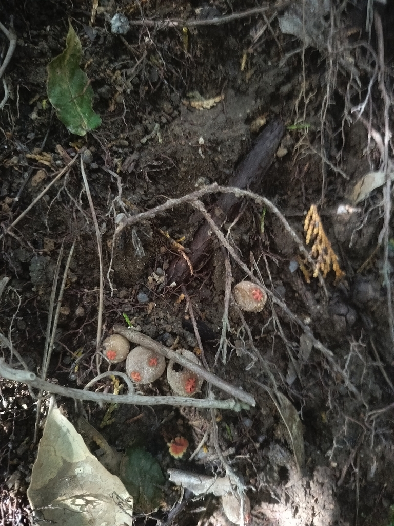 Calostoma japonicum · November 2024 · photo: © maxo (iNaturalist, cc0)