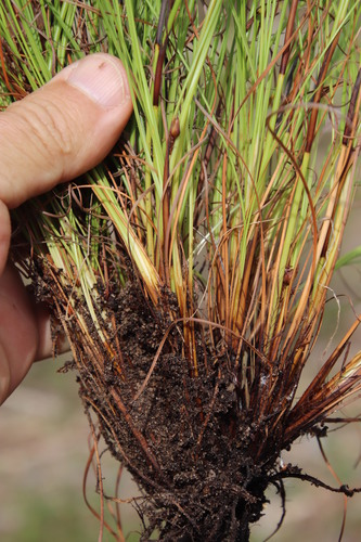 Image of Tetraria crinifolia by (c) Tony Rebelo, some rights reserved (CC BY-SA)