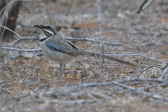 Uratelornis chimaera