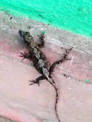 Anolis schiedii