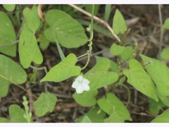 Ipomoea plebeia