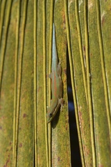 Phelsuma modesta