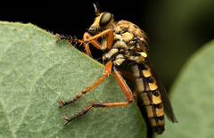Callinicus