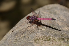Trithemis selika