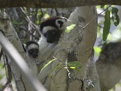 Propithecus verreauxi