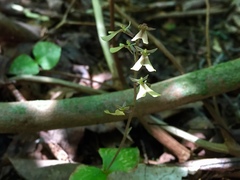 Neottia smallii