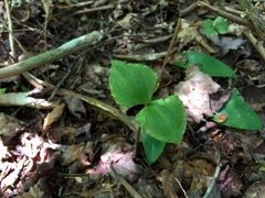 Neottia smallii