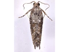 Strepsicrates semicanella