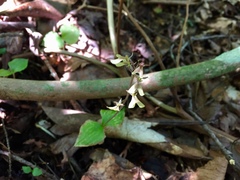 Neottia smallii
