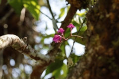 Oncidium Comparettia (Comparettia)