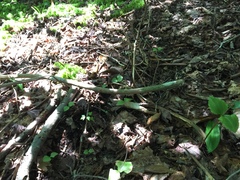 Neottia smallii