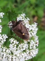 Pentatoma rufipes