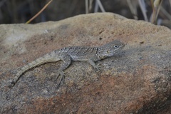 Oplurus cyclurus