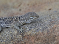 Oplurus cyclurus