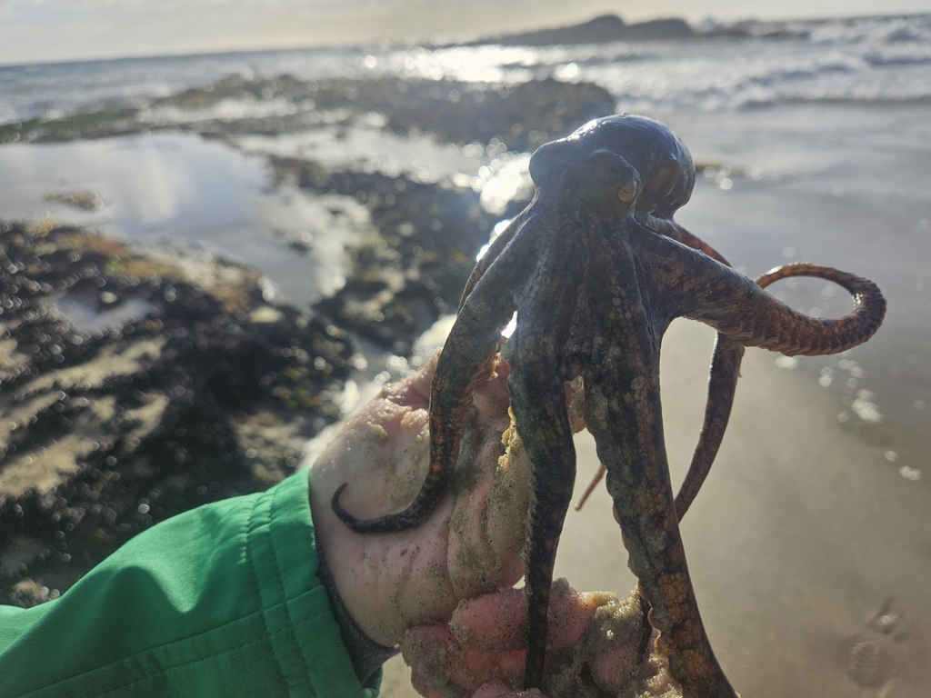 Lesser Two-spot Octopus from Laguna Beach, CA 92651, USA on November 15 ...