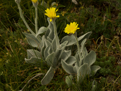 Hieracium tomentosum