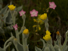Hieracium tomentosum