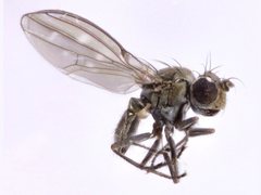 Scatella