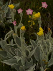 Hieracium tomentosum