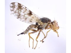 Campiglossa sororcula