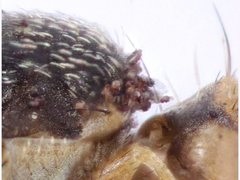 Campiglossa sororcula