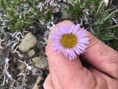 Erigeron grandiflorus